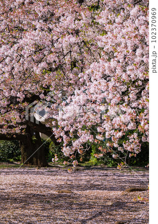 大きな桜の木と満開の桜の花びら 大きな桜の木と満開の桜の花びら 102370969