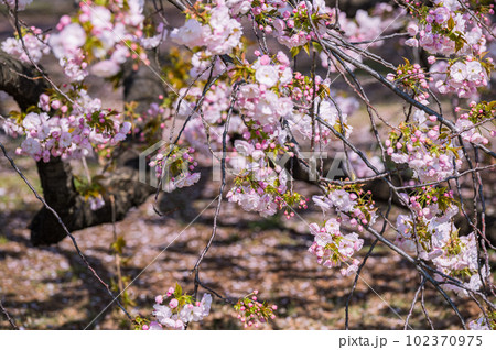 大きな桜の木と満開の桜の花びら 102370975