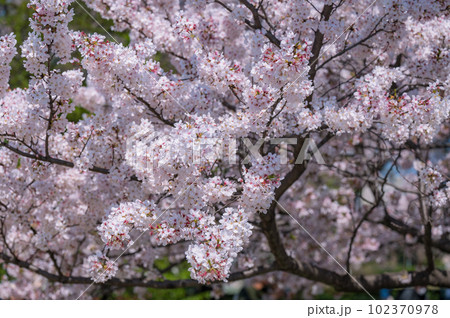 大きな桜の木と満開の桜の花びら 大きな桜の木と満開の桜の花びら 102370978