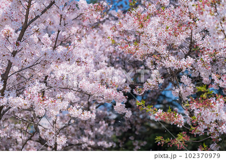 大きな桜の木と満開の桜の花びら 大きな桜の木と満開の桜の花びら 102370979
