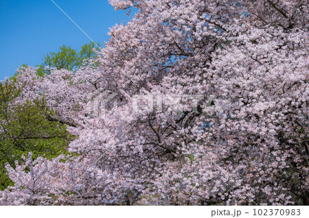 大きな桜の木と満開の桜の花びら 大きな桜の木と満開の桜の花びら 102370983