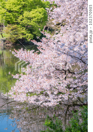 池の映る満開の桜　 102370985