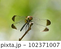 真夏のトンボ 102371007