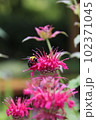 ベルガモットの花の蜜を吸う蜂 102371045