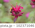 ベルガモットの花の蜜を吸う蜂 102371046