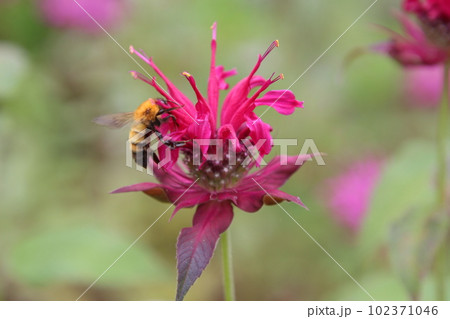 ベルガモットの花の蜜を吸う蜂 102371046