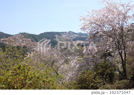 奈良県世界遺産吉野山の桜風景 102371047
