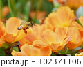 花粉団子をつけたミツバチと橙色の花 102371106