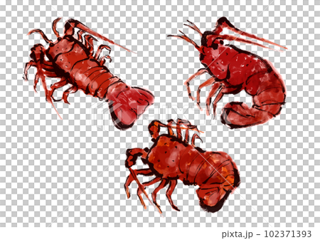 伊勢海老の手描き和風イラストセット 102371393