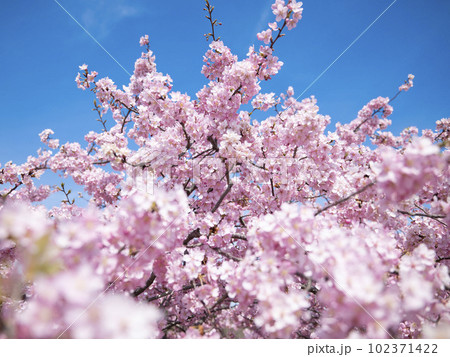 河津桜2023 003 102371422