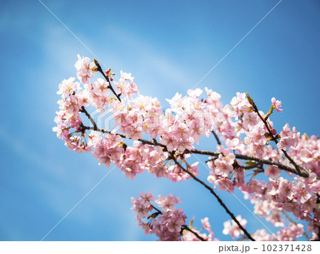 河津桜2023 009 102371428