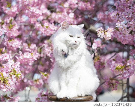 河津桜2023 010 猫 河津桜2023 010 猫 102371429