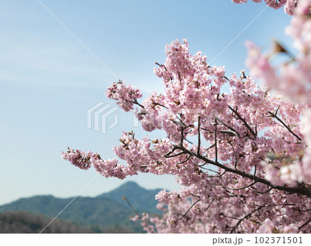 河津桜2023 014 102371501