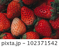 Close up group of Strawberries Close up group of Strawberries 102371542