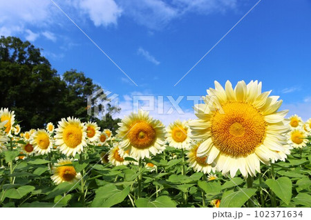 夏真っ盛りのイメージを持つヒマワリの花ー九 102371634