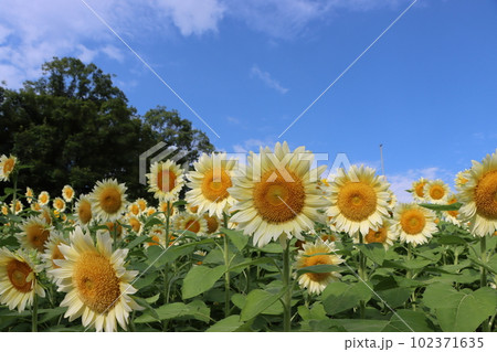 夏真っ盛りのイメージを持つヒマワリの花ー八 夏真っ盛りのイメージを持つヒマワリの花ー八 102371635