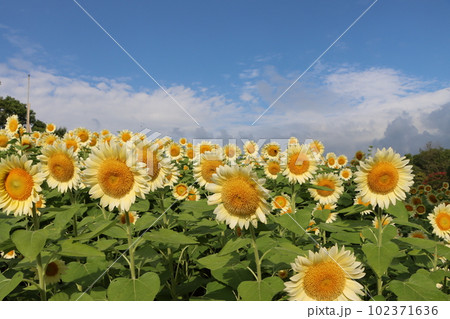 夏真っ盛りのイメージを持つヒマワリの花ー七 夏真っ盛りのイメージを持つヒマワリの花ー七 102371636