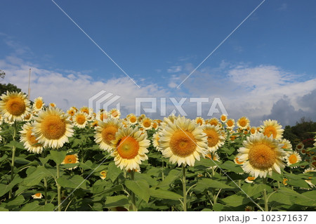 夏真っ盛りのイメージを持つヒマワリの花ー六 夏真っ盛りのイメージを持つヒマワリの花ー六 102371637