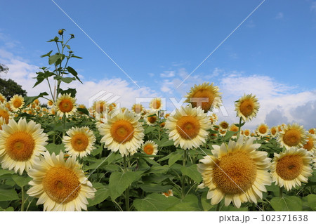 夏真っ盛りのイメージを持つヒマワリの花ー五 夏真っ盛りのイメージを持つヒマワリの花ー五 102371638