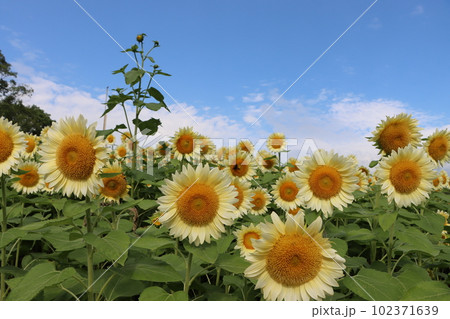 夏真っ盛りのイメージを持つヒマワリの花ー四 夏真っ盛りのイメージを持つヒマワリの花ー四 102371639