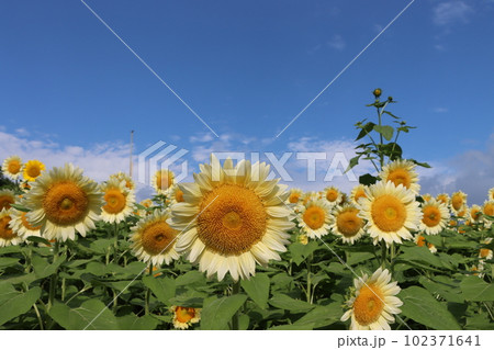 夏真っ盛りのイメージを持つヒマワリの花ー弐 102371641