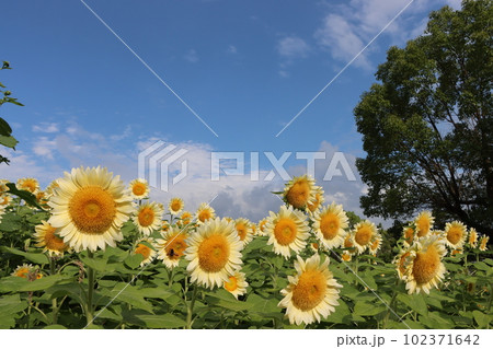 夏真っ盛りのイメージを持つヒマワリの花ー壱 102371642