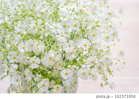 かすみ草(白花大輪かすみ草)の花束 かすみ草(白花大輪かすみ草)の花束 102371958