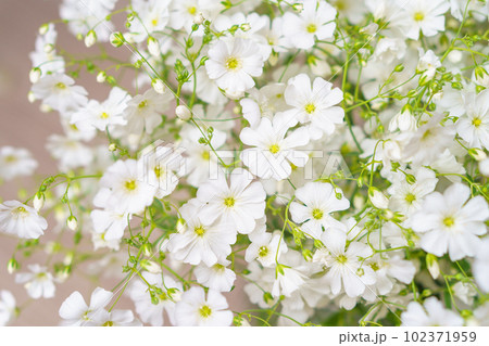 かすみ草(白花大輪かすみ草)の花束 かすみ草(白花大輪かすみ草)の花束 102371959