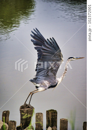 飛び立つ瞬間のアオサギ 飛び立つ瞬間のアオサギ 102372001