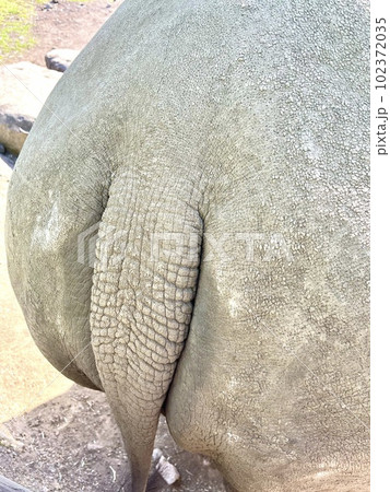 サイのおしり写真 102372035