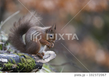 Red Squirrel eating a nut Red Squirrel eating a nut 102372067