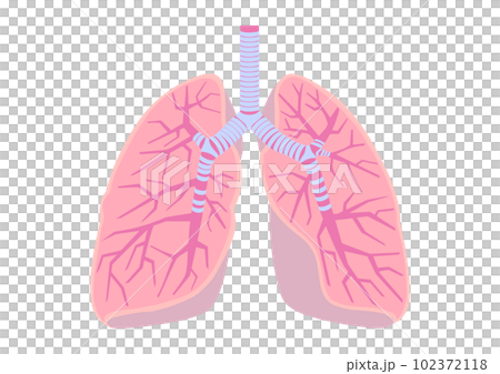 人肺內部的插圖 102372118