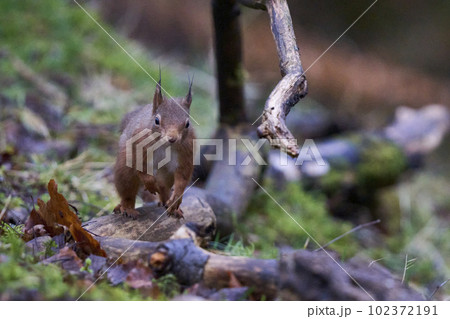 Red Squirrel in woodland 102372191