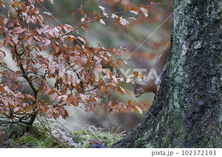 Red Squirrel in woodland 102372193