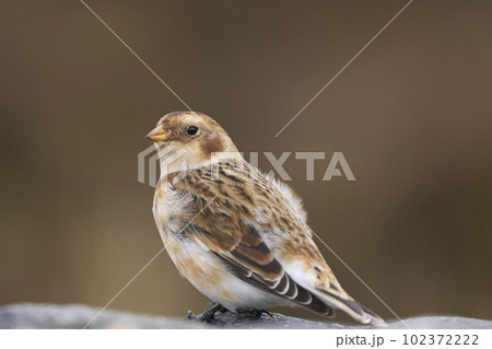 Snow Bunting Snow Bunting 102372222