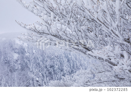 樹氷の御在所岳 樹氷の御在所岳 102372285