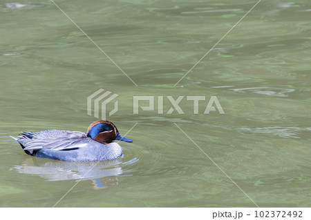 水面を静かに進むコガモの雄 102372492