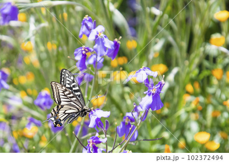 春の花壇で羽を休めるアゲハ蝶 102372494