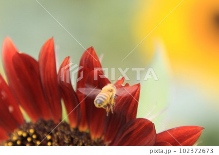 マルハナバチとチョコレート色の向日葵 マルハナバチとチョコレート色の向日葵 102372673