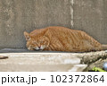 お昼寝する茶トラ猫 102372864