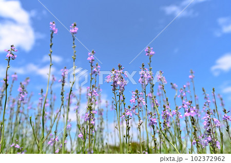 マツバウンラン 102372962