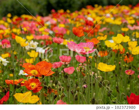 薄曇りの春の日　カラフルな花を咲かせるアイスランドポピー 102372980