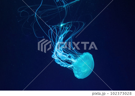 Fluorescent jellyfish swimming underwater aquarium pool with blue neon light 102373028