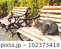 公園のベンチに佇むキジトラ猫 102373418