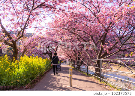 《静岡県》河津桜満開の夜明け・河津町 102373573