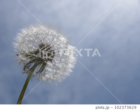 そろそろ旅立ちの時　タンポポの綿毛と青空　タンポポの綿毛のクローズアップ 102373629