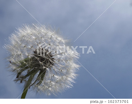 そろそろ旅立ちの時　タンポポの綿毛と青空　タンポポの綿毛のクローズアップ 102373701