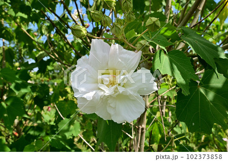 午前中の白い酔芙蓉の花 102373858