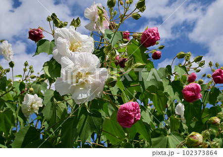 午前中の白い酔芙蓉の花 102373864