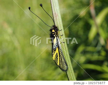 ツノトンボの羽化の様子 102373877